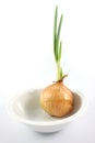 Germinated onion in white blow