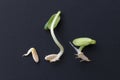 germinated plant seed, Royalty Free Stock Photo