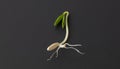 germinated plant seed, budding Royalty Free Stock Photo