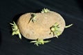 Germinated potato Royalty Free Stock Photo