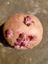 Germinated potato close up shot. Germinating potato. Potato seed. Royalty Free Stock Photo