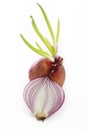 Germinated red onion