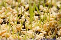 Germinated seeds of barley - malt Royalty Free Stock Photo