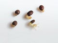 Germinated seeds macro on a white background. Royalty Free Stock Photo