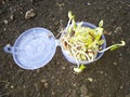 Germinated seeds in small plastic box Royalty Free Stock Photo