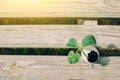 Germinated sprout in eggshell on wooden background - planting seedling vegetables or plants in used egg shell