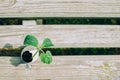 Germinated sprout in eggshell on wooden background - planting seedling vegetables or plants in used egg shell