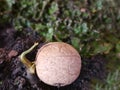 Germinated walnut Royalty Free Stock Photo