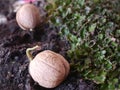 Germinated walnut Royalty Free Stock Photo