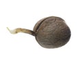 Germinated walnut Royalty Free Stock Photo