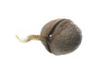 Germinated walnut Royalty Free Stock Photo