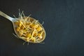 germinated wheat grain sprouts on silver spoon closeup Royalty Free Stock Photo