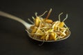 germinated wheat grain sprouts on silver spoon closeup Royalty Free Stock Photo