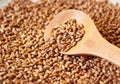 Germinated wheat grain in the wooden spoon Royalty Free Stock Photo