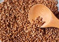 Germinated wheat grain in the wooden spoon Royalty Free Stock Photo