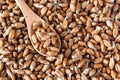 Germinated wheat in a spoon Royalty Free Stock Photo