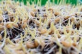 Germinated wheatgrass sees with dew Royalty Free Stock Photo