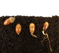 Germinating acorns