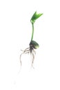 Germinating bean Royalty Free Stock Photo