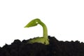 Germinating bean Royalty Free Stock Photo