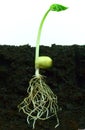 Germinating bean seed