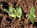 Germinating bean seeds