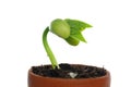 Germinating bean Royalty Free Stock Photo