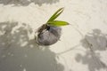 Germinating Coconut