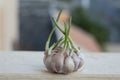 Germinating garlic with a blurred background.