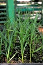 Germinating garlic sprouts