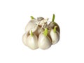 Germinating garlic