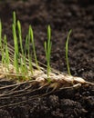 Germinating grain