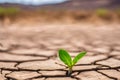 Germinating green plant in cracked arid land, blurred background.