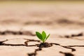 Germinating green plant in cracked arid land, blurred background.