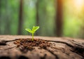 Germinating green plant on a cut tree trunk, blurred background.