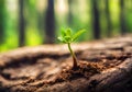 Germinating green plant on a cut tree trunk, blurred background.