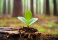 Germinating green plant on a cut tree trunk, blurred background.