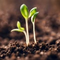 Germinating green plant on earth, blurred background.