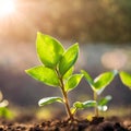 Germinating green plant on earth, blurred background. Royalty Free Stock Photo