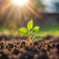 Germinating green plant on earth, blurred background.