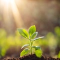 Germinating green plant on earth, blurred background.