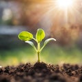 Germinating green plant on earth, blurred background.