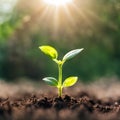 Germinating green plant on earth, blurred background.