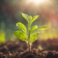 Germinating green plant on earth, blurred background.