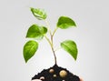 Germinating green plant on earth, white background.