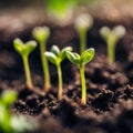 Germinating green plants on earth, blurred background.