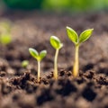 Germinating green plants on earth, blurred background.