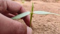 Germinating Lobia Chawla crop plant with hand