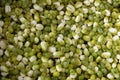 Germinating mung green beans close up. Background Royalty Free Stock Photo