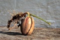 Germinating oak acorn before planting